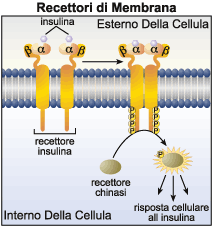 Recettori di membrana